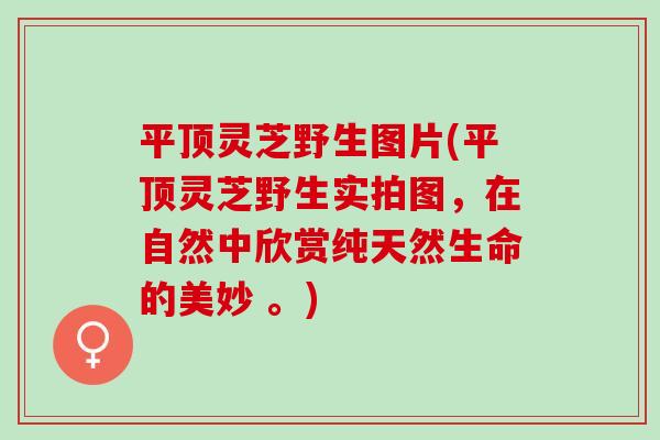 平顶灵芝野生图片(平顶灵芝野生实拍图，在自然中欣赏纯天然生命的美妙 。)