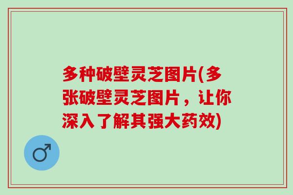 多种破壁灵芝图片(多张破壁灵芝图片，让你深入了解其强大药效)