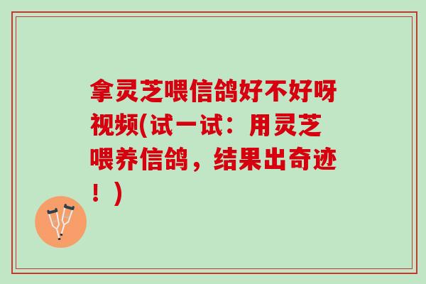 拿灵芝喂信鸽好不好呀视频(试一试：用灵芝喂养信鸽，结果出奇迹！)