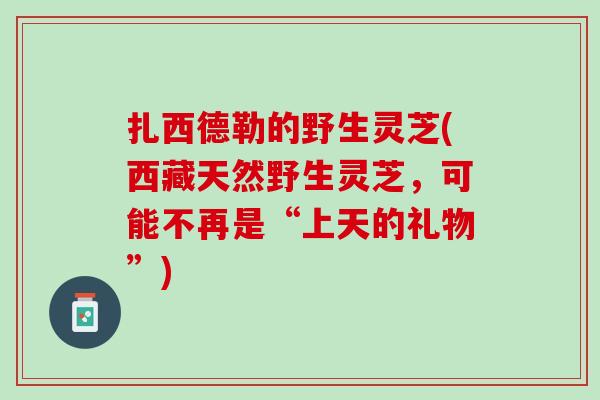 扎西德勒的野生灵芝(西藏天然野生灵芝，可能不再是“上天的礼物”)