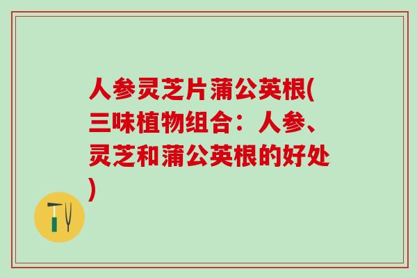 人参灵芝片蒲公英根(三味植物组合：人参、灵芝和蒲公英根的好处)