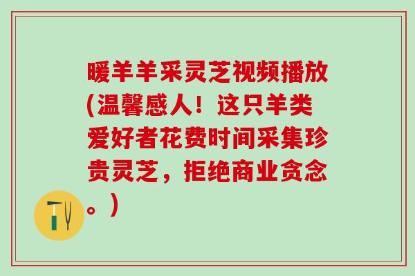 暖羊羊采灵芝视频播放(温馨感人！这只羊类爱好者花费时间采集珍贵灵芝，拒绝商业贪念。)