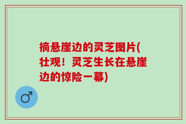 摘悬崖边的灵芝图片(壮观！灵芝生长在悬崖边的惊险一幕)