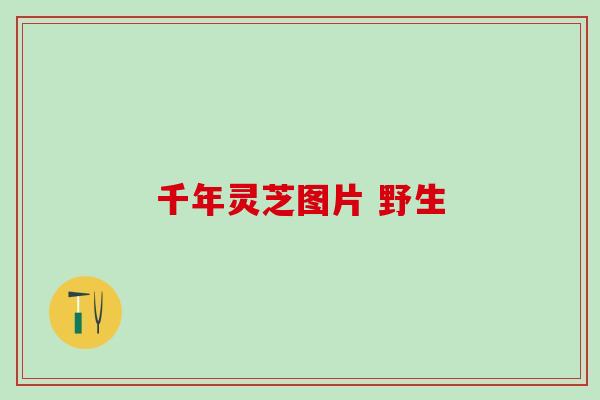 千年灵芝图片 野生