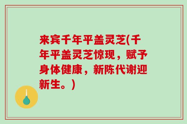 来宾千年平盖灵芝(千年平盖灵芝惊现，赋予身体健康，新陈代谢迎新生。)