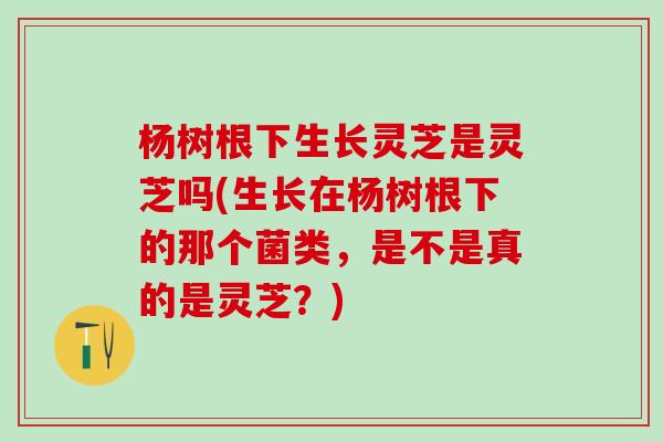杨树根下生长灵芝是灵芝吗(生长在杨树根下的那个菌类，是不是真的是灵芝？)
