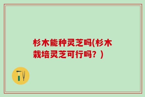 杉木能种灵芝吗(杉木栽培灵芝可行吗？)