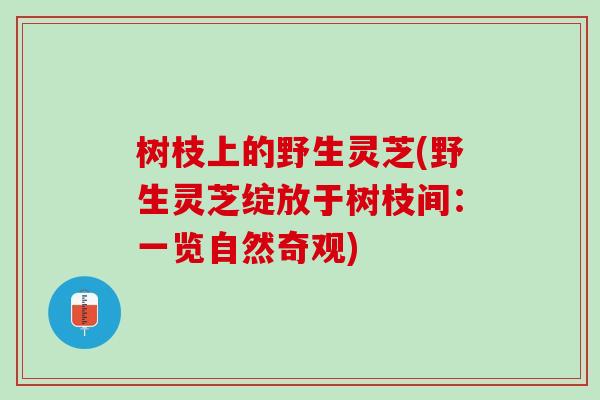 树枝上的野生灵芝(野生灵芝绽放于树枝间:一览自然奇观) 树枝上的野生灵芝(野生灵芝绽放于树枝间:一览自然奇观)