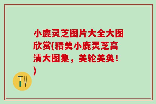 小鹿灵芝图片大全大图欣赏(精美小鹿灵芝高清大图集,美轮美奂!) 小鹿灵芝图片大全大图欣赏(精美小鹿灵芝高清大图集,美轮美奂!)