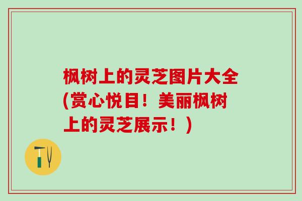 枫树上的灵芝图片大全(赏心悦目！美丽枫树上的灵芝展示！)