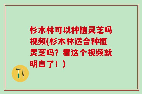 杉木林可以种植灵芝吗视频(杉木林适合种植灵芝吗？看这个视频就明白了！)