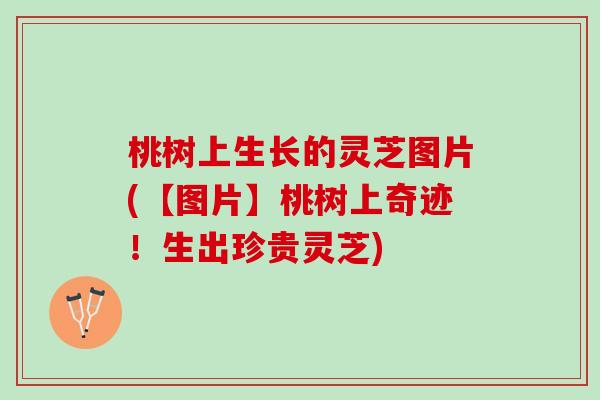桃树上生长的灵芝图片(【图片】桃树上奇迹！生出珍贵灵芝)