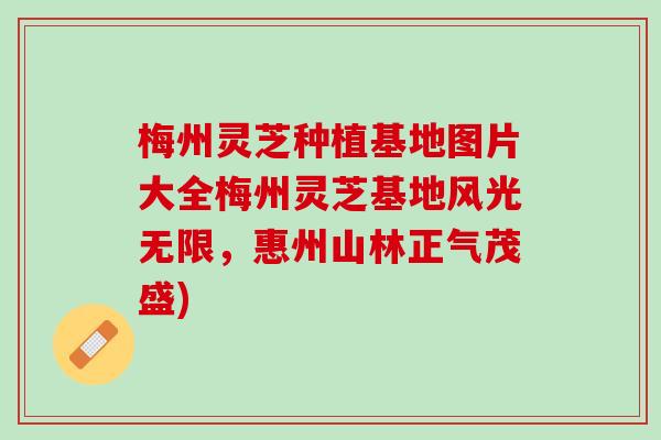 梅州灵芝种植基地图片大全梅州灵芝基地风光无限，惠州山林正气茂盛)