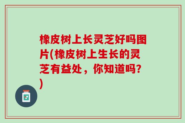 橡皮树上长灵芝好吗图片(橡皮树上生长的灵芝有益处，你知道吗？)