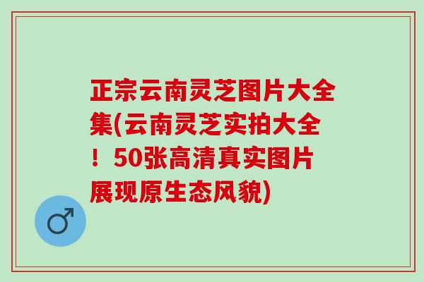 正宗云南灵芝图片大全集(云南灵芝实拍大全！50张高清真实图片展现原生态风貌)