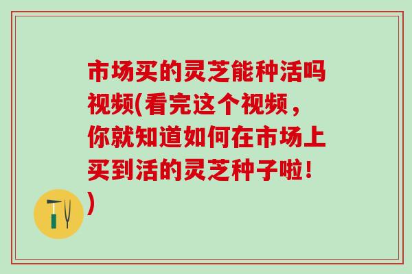市场买的灵芝能种活吗视频(看完这个视频,你就知道如何在市场上买到活的灵芝种子啦!) 市场买的灵芝能种活吗视频(看完这个视频,你就知道如何在市场上买到活的灵芝种子啦!)