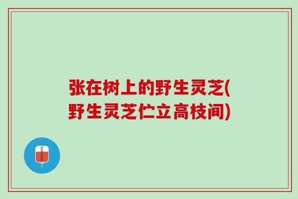 张在树上的野生灵芝(野生灵芝伫立高枝间)