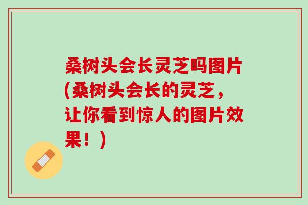 桑树头会长灵芝吗图片(桑树头会长的灵芝，让你看到惊人的图片效果！)