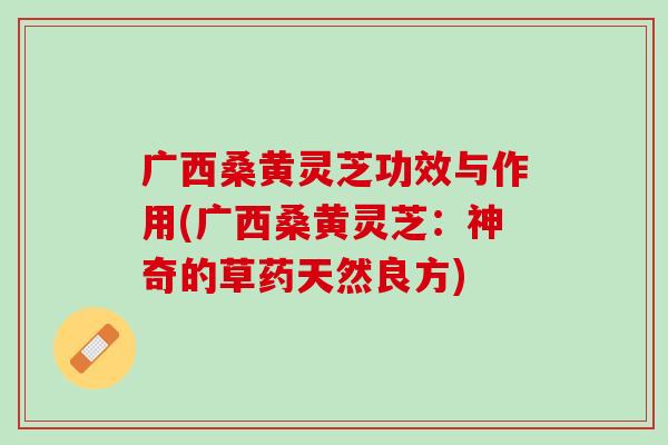 广西桑黄灵芝功效与作用(广西桑黄灵芝：神奇的草药天然良方)