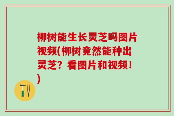 柳树能生长灵芝吗图片视频(柳树竟然能种出灵芝?看图片和视频!) 柳树能生长灵芝吗图片视频(柳树竟然能种出灵芝?看图片和视频!)