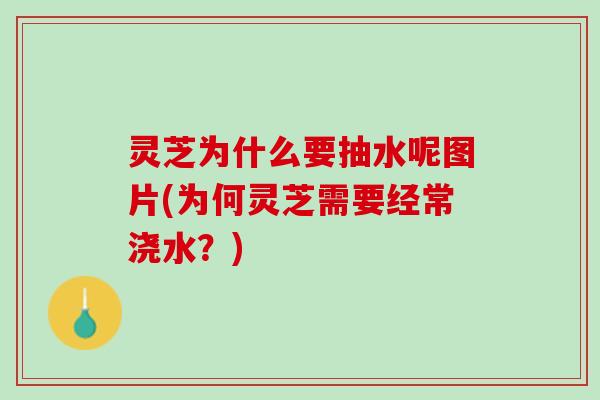 灵芝为什么要抽水呢图片(为何灵芝需要经常浇水？)