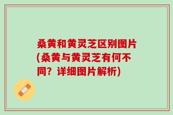 桑黄和黄灵芝区别图片(桑黄与黄灵芝有何不同？详细图片解析)