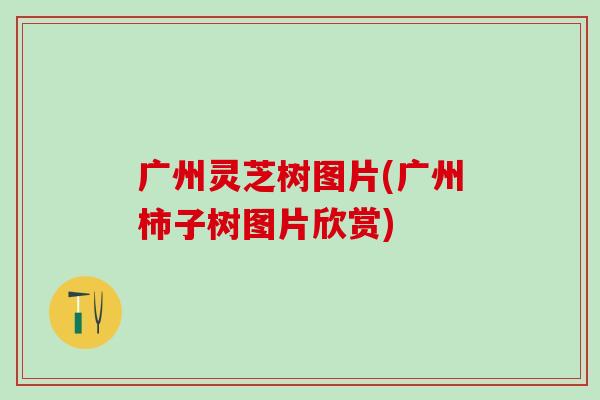 广州灵芝树图片(广州柿子树图片欣赏) 广州灵芝树图片(广州柿子树图片欣赏)