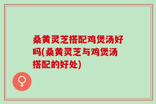 桑黄灵芝搭配鸡煲汤好吗(桑黄灵芝与鸡煲汤搭配的好处)