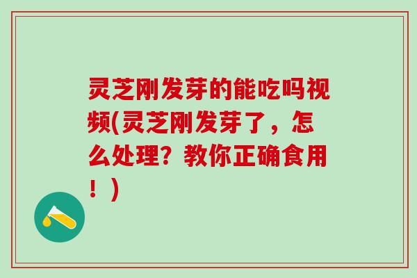 灵芝刚发芽的能吃吗视频(灵芝刚发芽了,怎么处理?教你正确食用!) 灵芝刚发芽的能吃吗视频(灵芝刚发芽了,怎么处理?教你正确食用!)