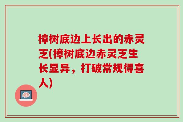 樟树底边上长出的赤灵芝(樟树底边赤灵芝生长显异,打破常规得喜人) 樟树底边上长出的赤灵芝(樟树底边赤灵芝生长显异,打破常规得喜人)