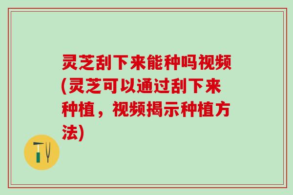 灵芝刮下来能种吗视频(灵芝可以通过刮下来种植，视频揭示种植方法)