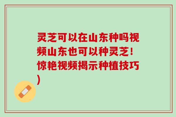 灵芝可以在山东种吗视频山东也可以种灵芝！惊艳视频揭示种植技巧)