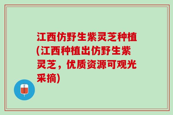 江西仿野生紫灵芝种植(江西种植出仿野生紫灵芝，优质资源可观光采摘)
