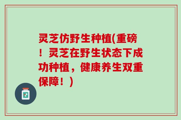 灵芝仿野生种植(重磅！灵芝在野生状态下成功种植，健康养生双重保障！)