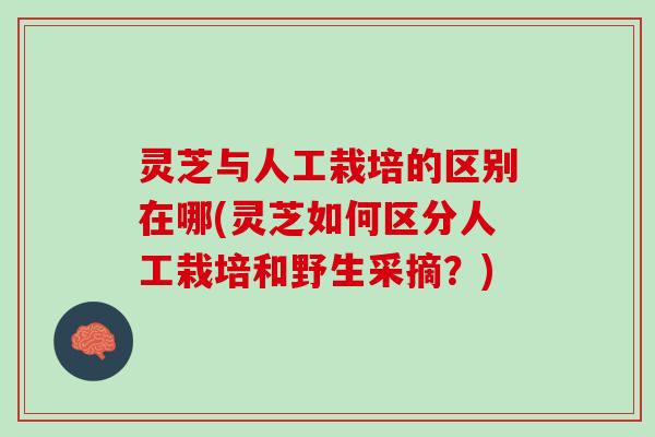 灵芝与人工栽培的区别在哪(灵芝如何区分人工栽培和野生采摘?) 灵芝与人工栽培的区别在哪(灵芝如何区分人工栽培和野生采摘?)