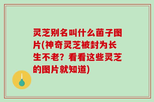 灵芝别名叫什么菌子图片(神奇灵芝被封为长生不老？看看这些灵芝的图片就知道)