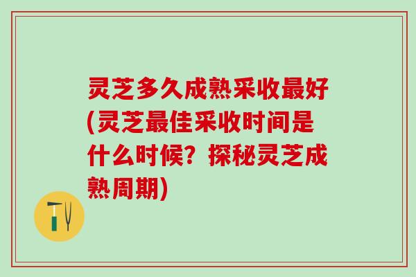 灵芝多久成熟采收好(灵芝佳采收时间是什么时候?探秘灵芝成熟周期) 灵芝多久成熟采收好(灵芝佳采收时间是什么时候?探秘灵芝成熟周期)