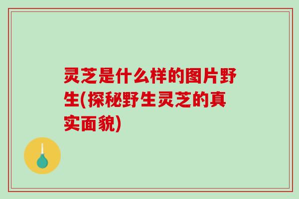 灵芝是什么样的图片野生(探秘野生灵芝的真实面貌)