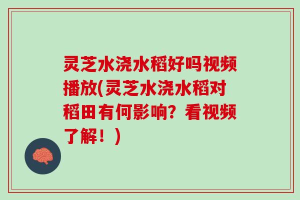 灵芝水浇水稻好吗视频播放(灵芝水浇水稻对稻田有何影响？看视频了解！)
