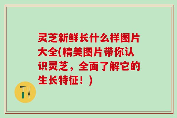 灵芝新鲜长什么样图片大全(精美图片带你认识灵芝，全面了解它的生长特征！)