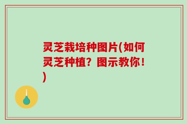 灵芝栽培种图片(如何灵芝种植？图示教你！)