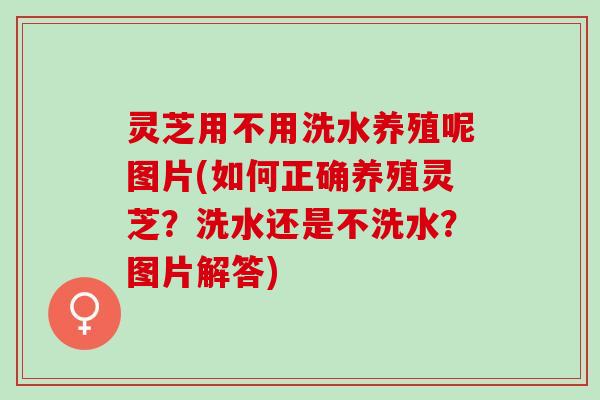 灵芝用不用洗水养殖呢图片(如何正确养殖灵芝？洗水还是不洗水？图片解答)