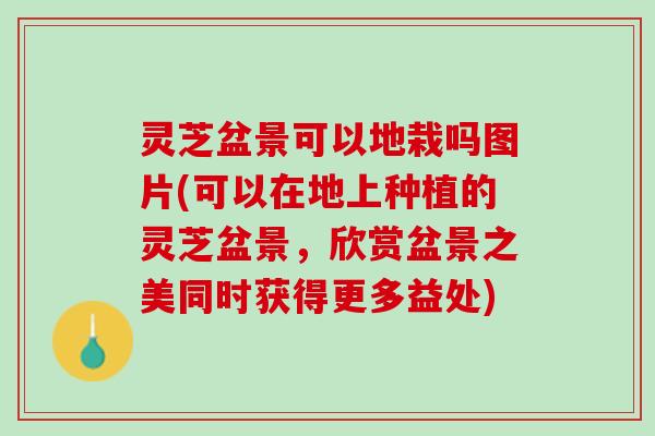 灵芝盆景可以地栽吗图片(可以在地上种植的灵芝盆景，欣赏盆景之美同时获得更多益处)