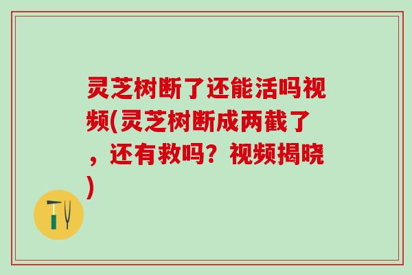 灵芝树断了还能活吗视频(灵芝树断成两截了，还有救吗？视频揭晓)