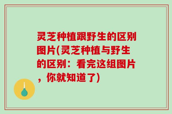 灵芝种植跟野生的区别图片(灵芝种植与野生的区别:看完这组图片,你就知道了) 灵芝种植跟野生的区别图片(灵芝种植与野生的区别:看完这组图片,你就知道了)
