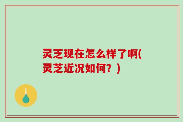 灵芝现在怎么样了啊(灵芝近况如何？)