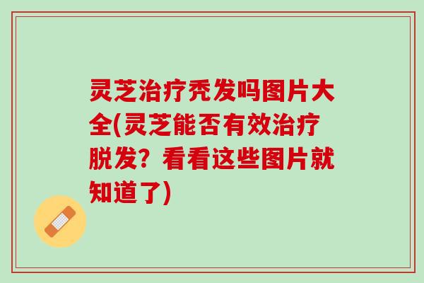 灵芝治疗秃发吗图片大全(灵芝能否有效治疗脱发？看看这些图片就知道了)