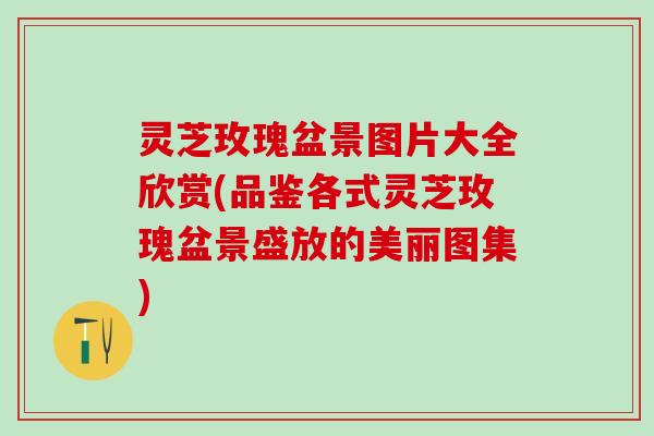 灵芝玫瑰盆景图片大全欣赏(品鉴各式灵芝玫瑰盆景盛放的美丽图集)