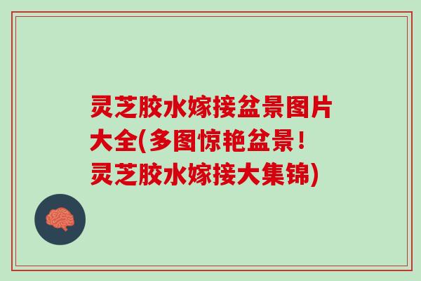 灵芝胶水嫁接盆景图片大全(多图惊艳盆景！灵芝胶水嫁接大集锦)
