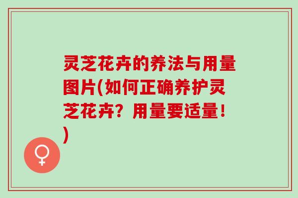 灵芝花卉的养法与用量图片(如何正确养护灵芝花卉？用量要适量！)